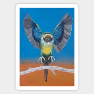 Australian Ring-Neck Parrot Sticker